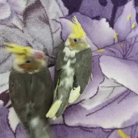 جوجه عروس هلندی|پرنده|رضوانشهر, |دیوار