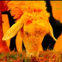 فقط بمدت۳روز زیر فی*گوسفند*قلمآبی (زنده)