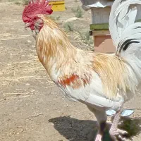 مرغ وخروس