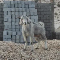 یک عدد کهره|حیوانات مزرعه|بندر کنگان, |دیوار