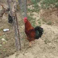 خروس جوان