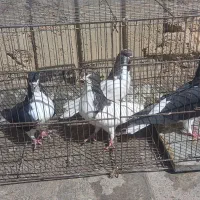 شهری|پرنده|شیراز, شهرک کوشکک|دیوار