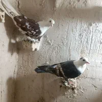 پرنده