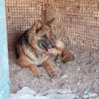 سگ ژرمن