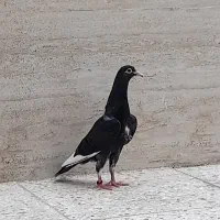 کفتر
