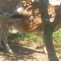 اوله ۴نفره گاو قربانی