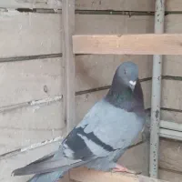 کبوتر نر|پرنده|قم, بکایی|دیوار