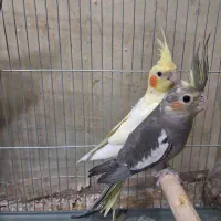 یک جفت عروس هلندی
