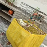 عروس هلندی|پرنده|تهران, مشیریه|دیوار