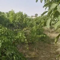 فروش باغچه باغ سرسبز سنددار|فروش زمین و ملک کلنگی|تهران, خلیج فارس|دیوار