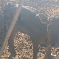 گوساله  نر