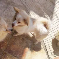 سگ اشپیتز نر