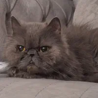 گربه پرشین ماده