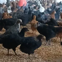 جوجه مرغ تاغچه