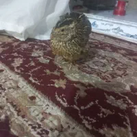 تازه من بلدرچین رو خریدم بخاطر میخوام بفرشم