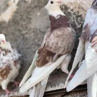 کفترابلغ سفیدسین ماش کل دم سیاه|پرنده|قم, زاد|دیوار