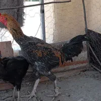 خروس لاری|حیوانات مزرعه|بیدشهر, |دیوار