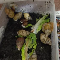 حلزون|خزنده|کرمانشاه, |دیوار