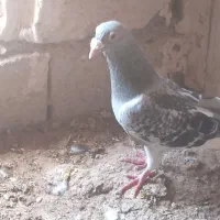 کبوتر|پرنده|سده (خراسان جنوبی), |دیوار