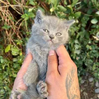 گربه بریتیش فلد بلو|گربه|محمودآباد, |دیوار