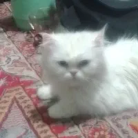 یک گربه پرشین ناز