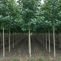 خرید مستقیم نهال صنوبر از نهالستان معتبر