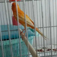 قناری سرخ چهار دانگ