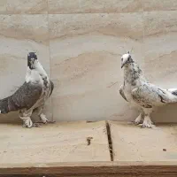 واشه ای دم سفید