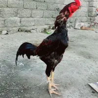 خروس زات دار