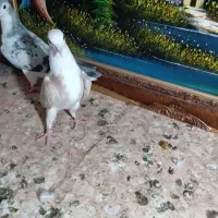 پرنده