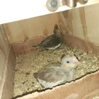 جوجه عروس هلندی