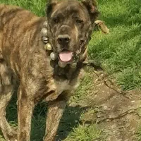 سگ افقانی3ساله