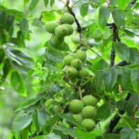 نهالستان نهال صنوبر ترکیه گردو پیوندی و میوه|خدمات باغبانی و درختکاری|اردبیل, |دیوار