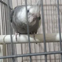 عروس هلندی نر و ماده سخنگو