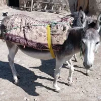 الاغ ماده