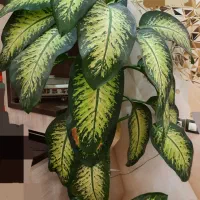 دیفن باخیا ( ۲متری)|گل و گیاه طبیعی|مراغه, |دیوار