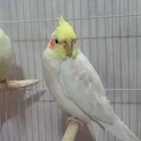 عروس هلندی نر