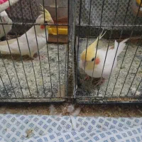 عروس هلندی نر