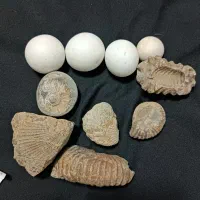 فسیل و الماس آسیاب