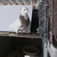 کبوتر طوقی به صورت تک و جفت و یکجا