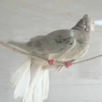 کبوتر دم سفید