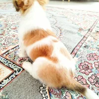 سگ شیتزو|سگ|تربت‌حیدریه, میدان مرکزی|دیوار