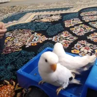 کوتوله دستی|پرنده|شهرضا, |دیوار