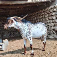 نری نقشی|حیوانات مزرعه|بندرعباس, |دیوار