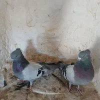 کبوتر سبز