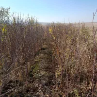 نهال دو ساله بادام