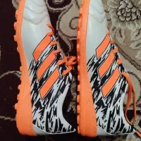 کفش|کیف، کفش، کمربند|بوشهر, |دیوار