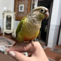 گرینچیک فول دستی و زیبا