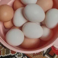 تخم مرغ ارگانیک