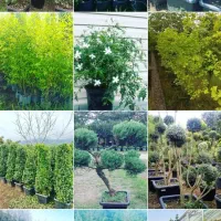 طراحی و اجرای فضای سبز ( انواع درختان تزئینی )|خدمات باغبانی و درختکاری|تهران, پاسداران|دیوار